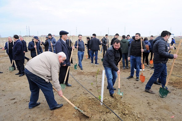 Bakının bu ərazisində 1500 badam ağacı əkildi