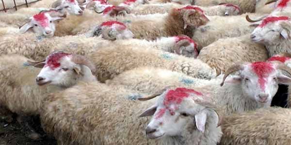 Qurbanlıq ətin qiyməti neçəyədir? - <span style="color:red;">VİDEO 