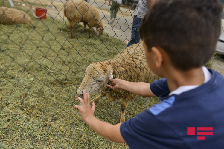 Bakıda Qurban bayramı həyəcanı - kəsim məntəqələrindən <span style="color:red;">FOTOREPORTAJ