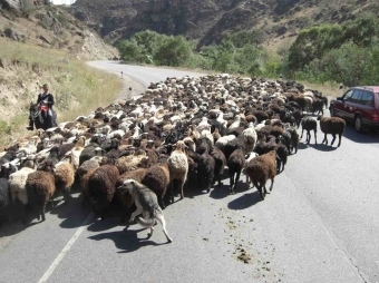 24 qoyun oğurlayan yaxalandı 