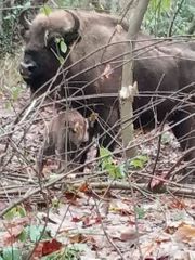 Milli Parkda zubr balası dünyaya gəlib