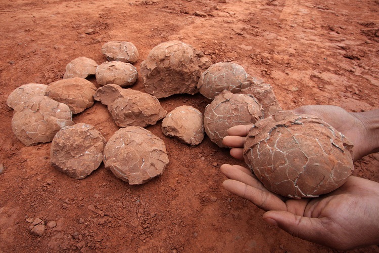 Çində 9 yaşlı uşaq 66 mln. il yaşı olan 11 dinozavr yumurtası tapıb