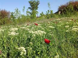 <span style="color:red;">Azərbaycanlı “Müsyö Jordan” : “Kafe-restoranların əksəriyyətində sumax adına bilirsiniz nə verirlər?" - <span style="color:red;">Səbuhi Məmmədli yazır