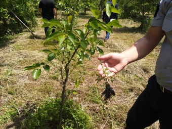 <b>Ağdaşda narkotacir tutuldu</b>