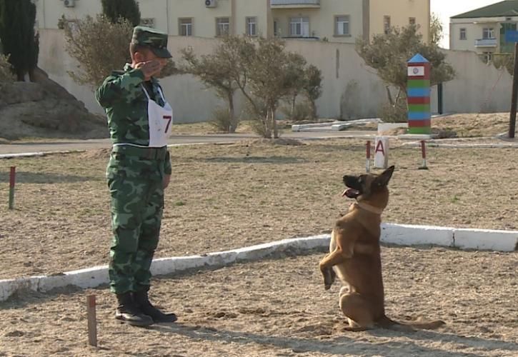 DSX-də təlim itlərinin yarışı - FOTO