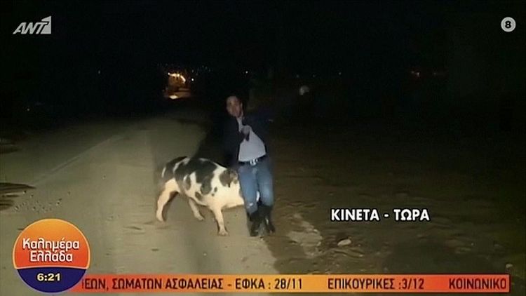 Jurnalistə birbaşa efirdə donuz hücum etdi – VİDEO