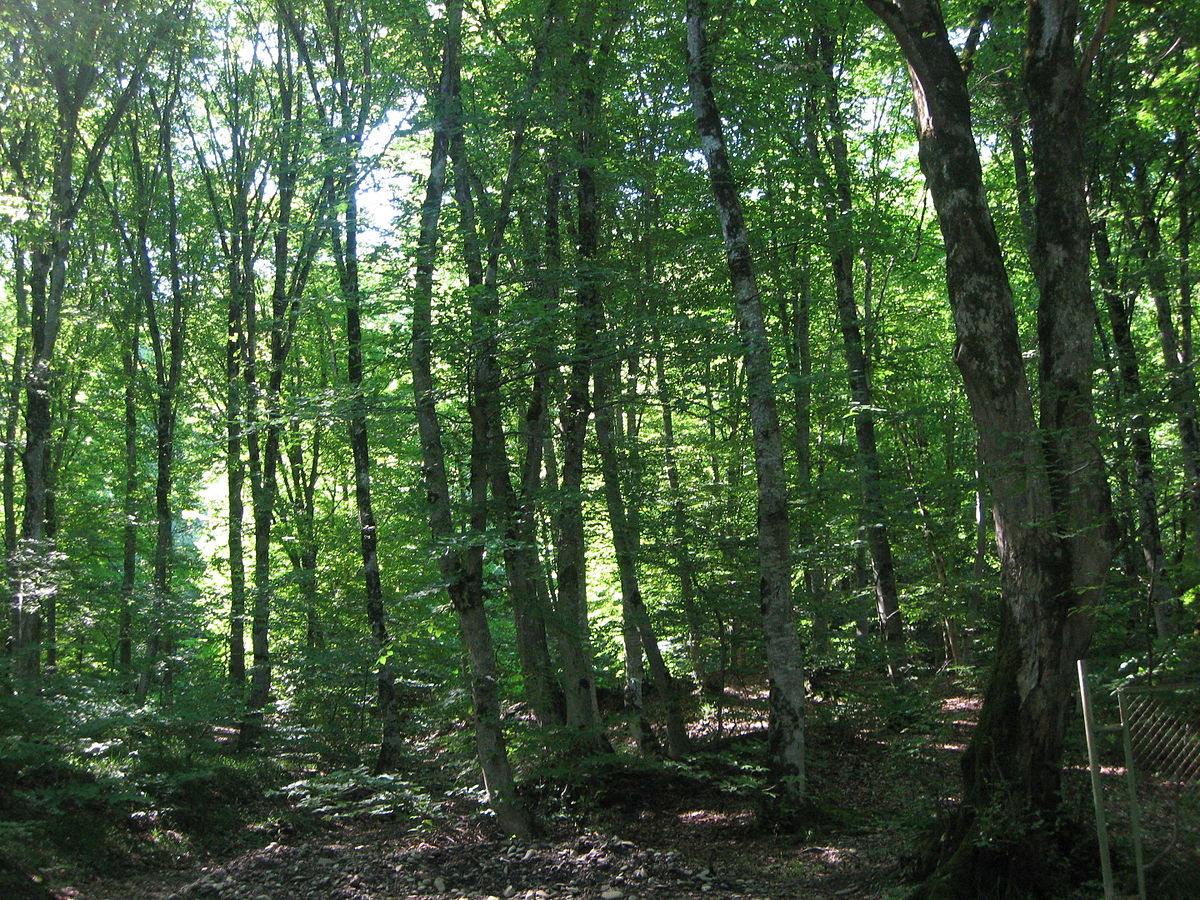 Sənaye əhəmiyyətli meşələr salınacaq - <span style="color:red;">RƏSMİ 