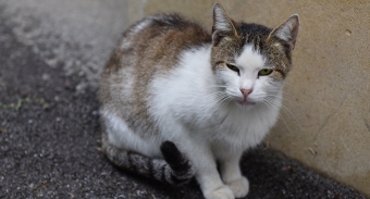 Aparıcımız ABŞ-a Azərbaycandan pişik apardı - <span style="color:red;">FOTO 