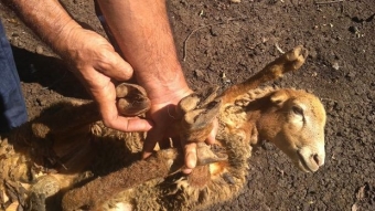 Lənkəranda heyvanlar arasında xəstəlik yoxdur - <span style="color:red;">RƏSMİ   