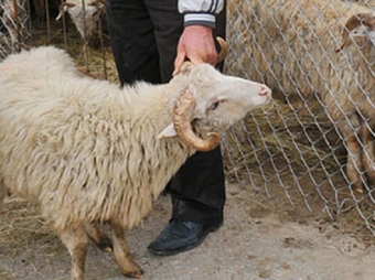 Qubada oğurladıqları qoyunları Sumqayıtda satdılar