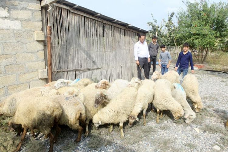 Özünüməşğulluq proqramına cəlb olunacaq ailələrin sayı AÇIQLANDI