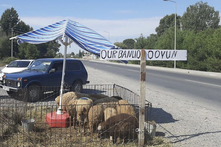 Qanunsuz qurbanlıq heyvan kəsimi: məhkəməlik oldu