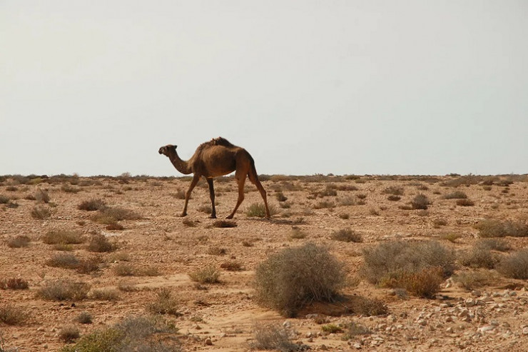 ABŞ Mərakeşin Qərbi Sahara üzərində suverenliyini tanıdı