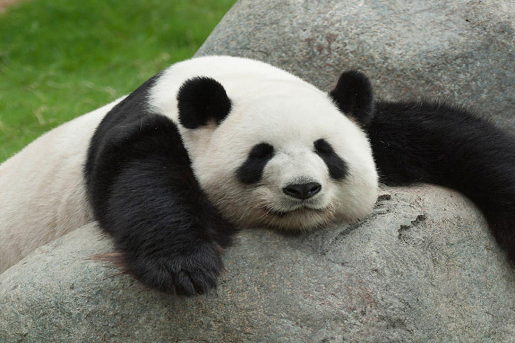 Dünyanın ən yaşlı pandası