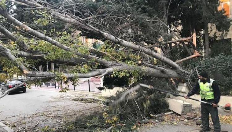  Güclü külək daha çox bu rayonlarında ağacları aşırdı