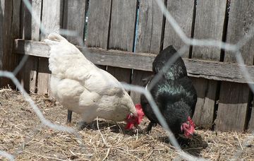 Narkotik alverinə görə saxlanıldı və...