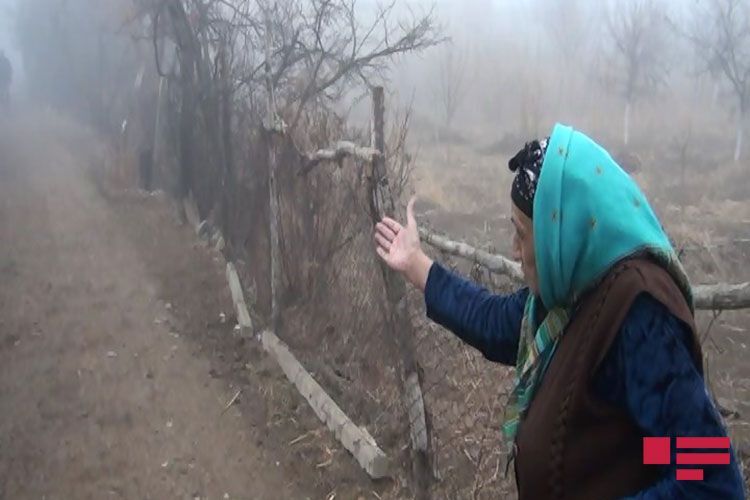 40 başdan çox iribuynuzlu mal-qarası oğurlandı - FOTO