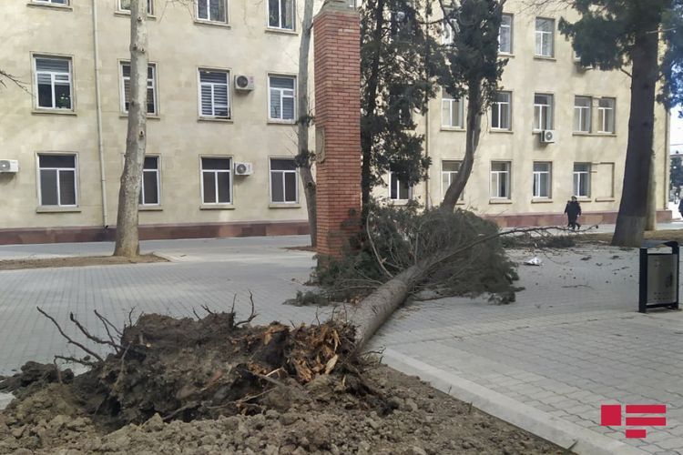 Gəncədə güclü külək ağacları aşırdı