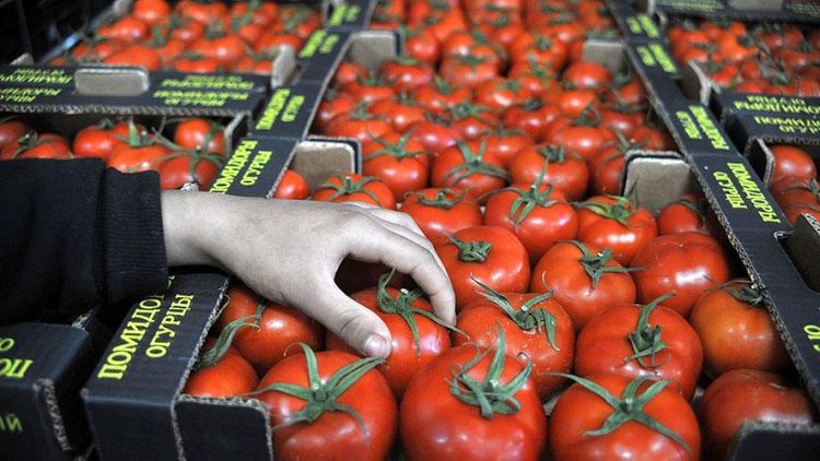 67 tondan artıq Azərbaycan pomidoru Rusiyaya buraxılmadı  - SƏBƏB 