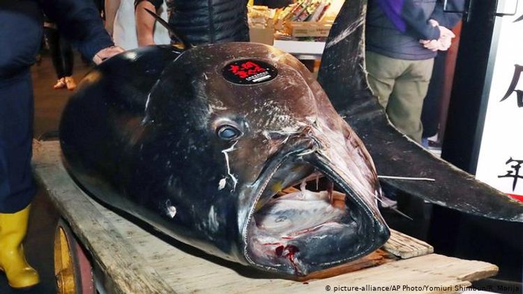 Hərracda tuna balığı 1,8 milyon dollara satılıb - FOTO