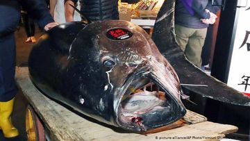 Hərracda tuna balığı 1,8 milyon dollara satılıb - FOTO
