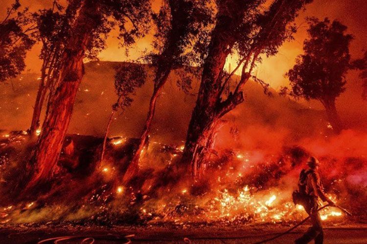 Avstraliyada yanğınlarda 1 milyarddan çox heyvan tələf olub