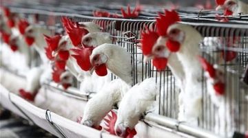 Azərbaycana toyuq məhsullarının idxalına məhdudiyyət qoyuldu - RƏSMİ