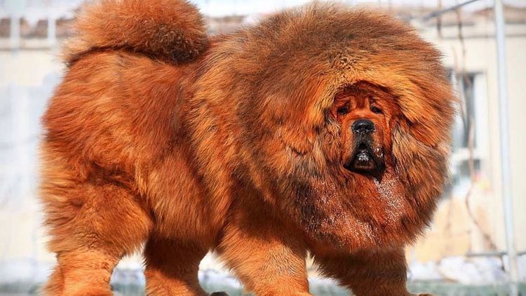 Azərbaycanda 1,5 milyon manata it satılır 