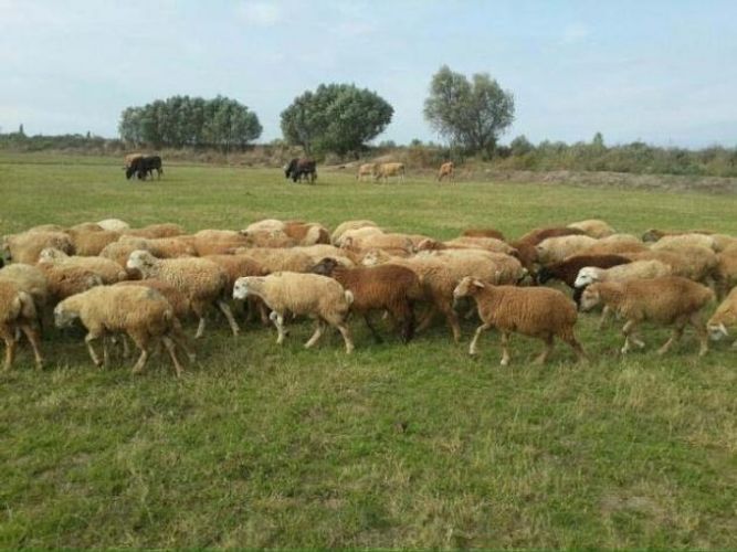 Qoyun oğurlayan dəstə saxlanıldı