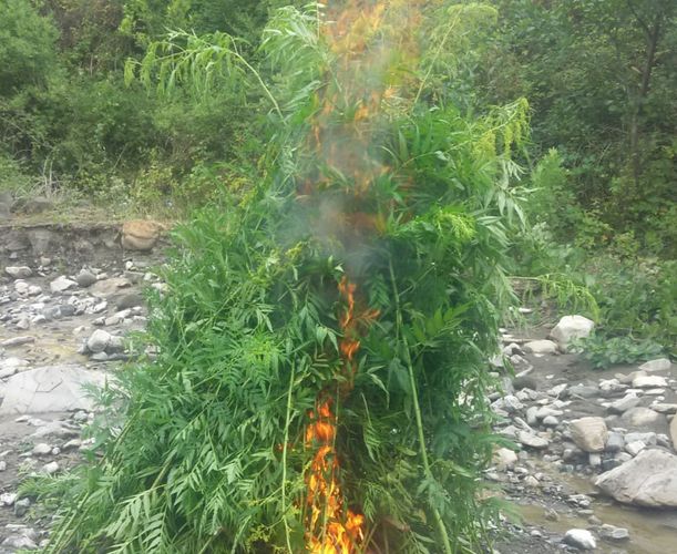1 tona yaxın narkotik bitki yandırıldı - FOTO