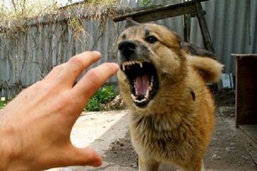 Bakıda 6 yaşlı uşağı it dişlədi