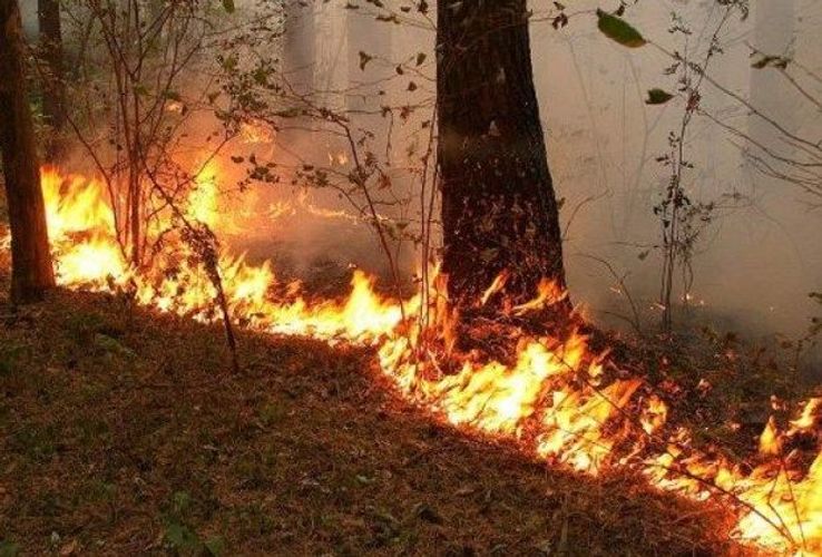 Hirkan Milli Parkında 1 hektar meşə yandı