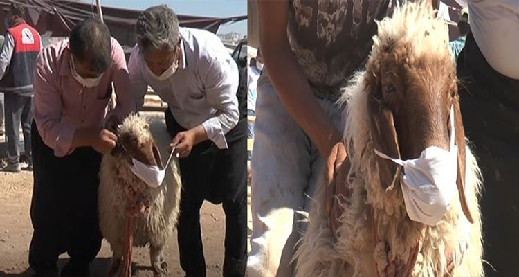 Qurbanlıq qoyuna maska taxdı