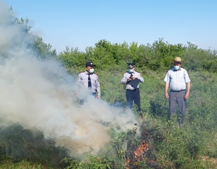 "Xaş-xaş-2020" əməliyyatı: 1 ton çətənə məhv edildi