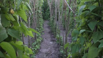 Həyətində narkotik becərirdi - FOTO