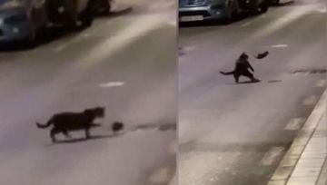 Küçədə real Tom və Cerri savaşı - VİDEO