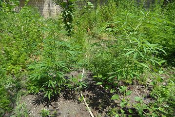 7 ton narkotik yandırıldı