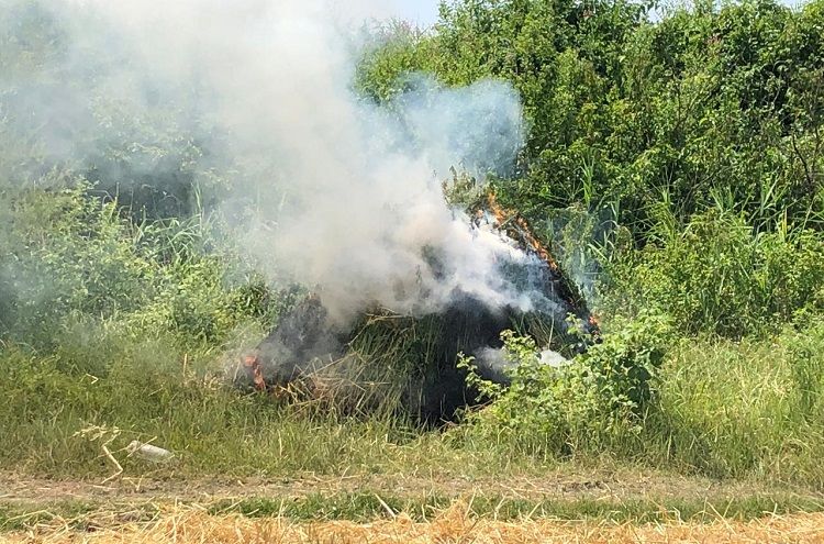 Bir tondan çox narkotik bitki yandırıldı