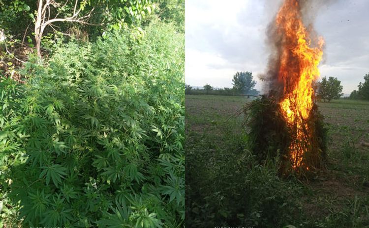 Bir tondan çox narkotik bitki yandırıldı