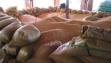 Azərbaycanda taxıl anbarı yandı