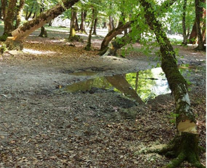 Meşədən ağac kəsib aparmaq istəyirdi, cəzalandı - FOTO