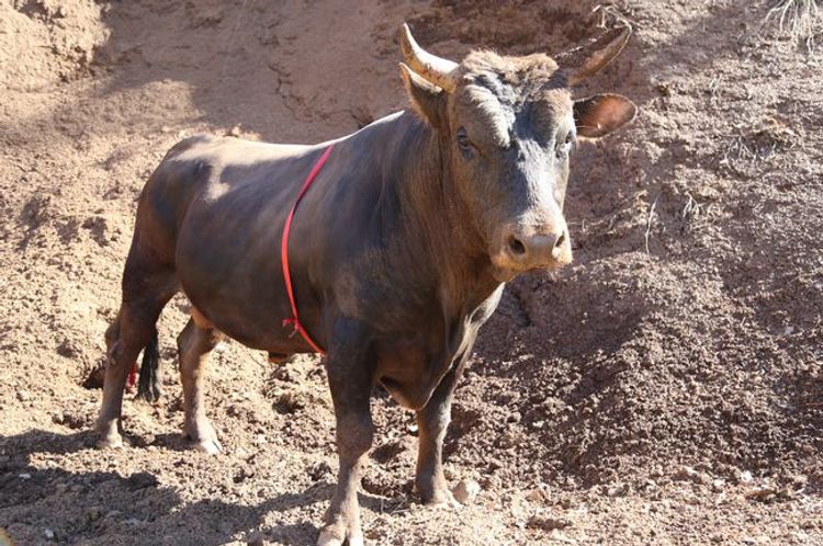 Fermerdən İNANILMAZ hərəkət: Buğasına "Koronavirus" adı qoydu - FOTO