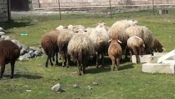 Fermerin xırdabuynuzlu heyvanlarını apardılar