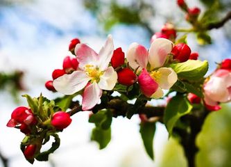  Azərbaycana yazın gəlməsinə bir gün qaldı - VAXT