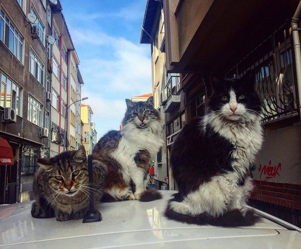 İstanbulun boş küçələri pişiklərlə dolub – FOTO
