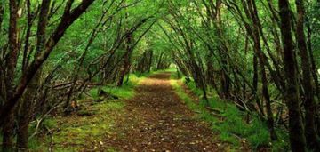 Meşədə yeyib-içib karantini pozdular