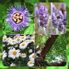 Azərbaycanda koronavirusdan qoruyan bitkilər yetişdirilir