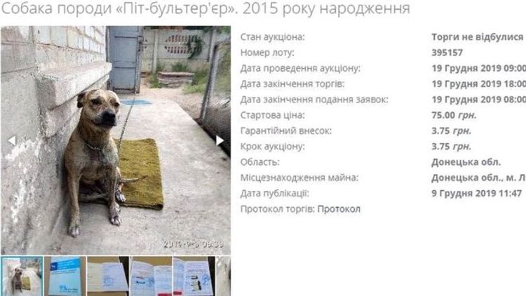 Sahiblərinin "borclarına görə" itlər hərraca çıxarıldı - Ukraynada