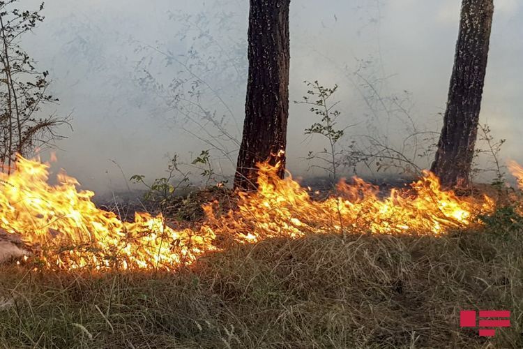Düşmən Daşkəsəni atəşə tutdu: meşədə yanğın başladı