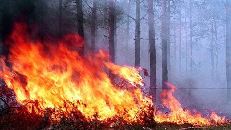 Ermənilərin törətdiyi ekoloji genosidlə bağlı beynəlxalq təşkilatlara MÜRACİƏT